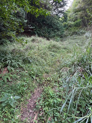 A serene forest scene with a winding dirt trail, surrounded by lush greenery and a few trees.