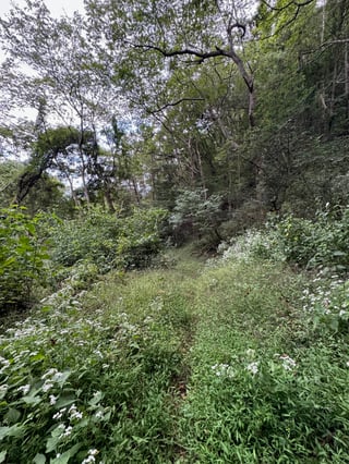 A serene forest scene with lush greenery and white flowers, surrounded by tall trees and bushes.