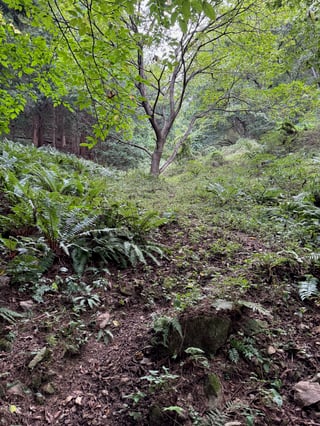 A serene forest scene with a lone tree in the center, surrounded by lush greenery and ferns. The ground is covered in leaves and rocks, creating a natural and peaceful atmosphere.