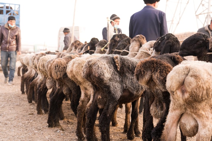 A group of sheep with varying colors and sizes are gathered on a dirt road, with a man in a brown jacket and a blue hat walking behind them. In the background, a blue truck is visible.