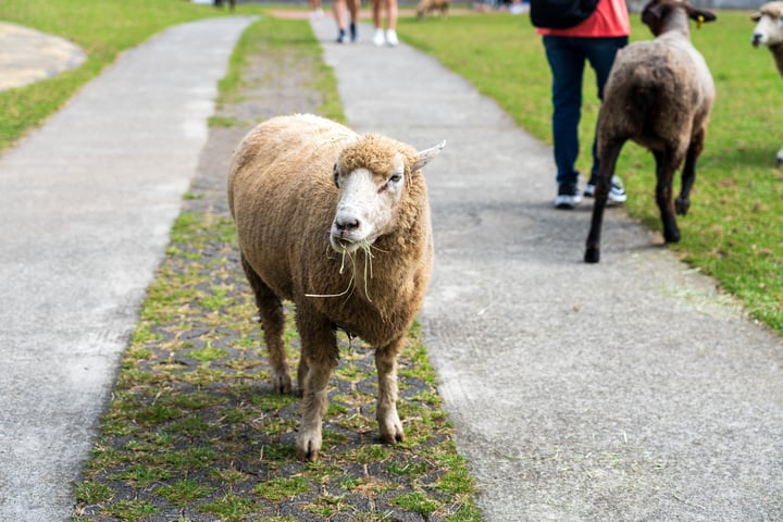 A group of sheep and a person walking on a path in a grassy area.