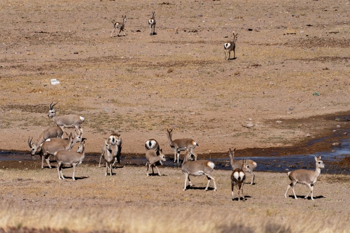 A group of 20 antelope with brown and white coats are grazing in a dry, brown landscape.