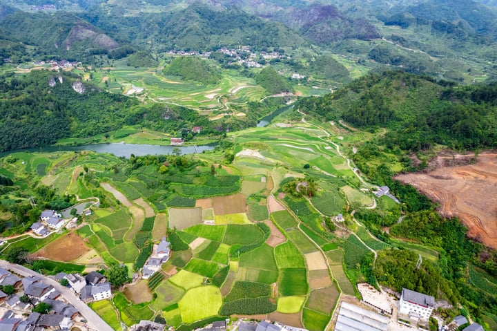 An aerial view of a rice field with green and brown hues, surrounded by mountains and a body of water, with a small village in the background.