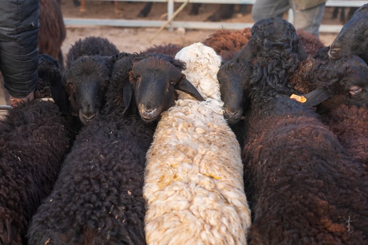 A group of sheep huddled together in a metal pen, with one black sheep on the left and a white sheep on the right, surrounded by a fence.