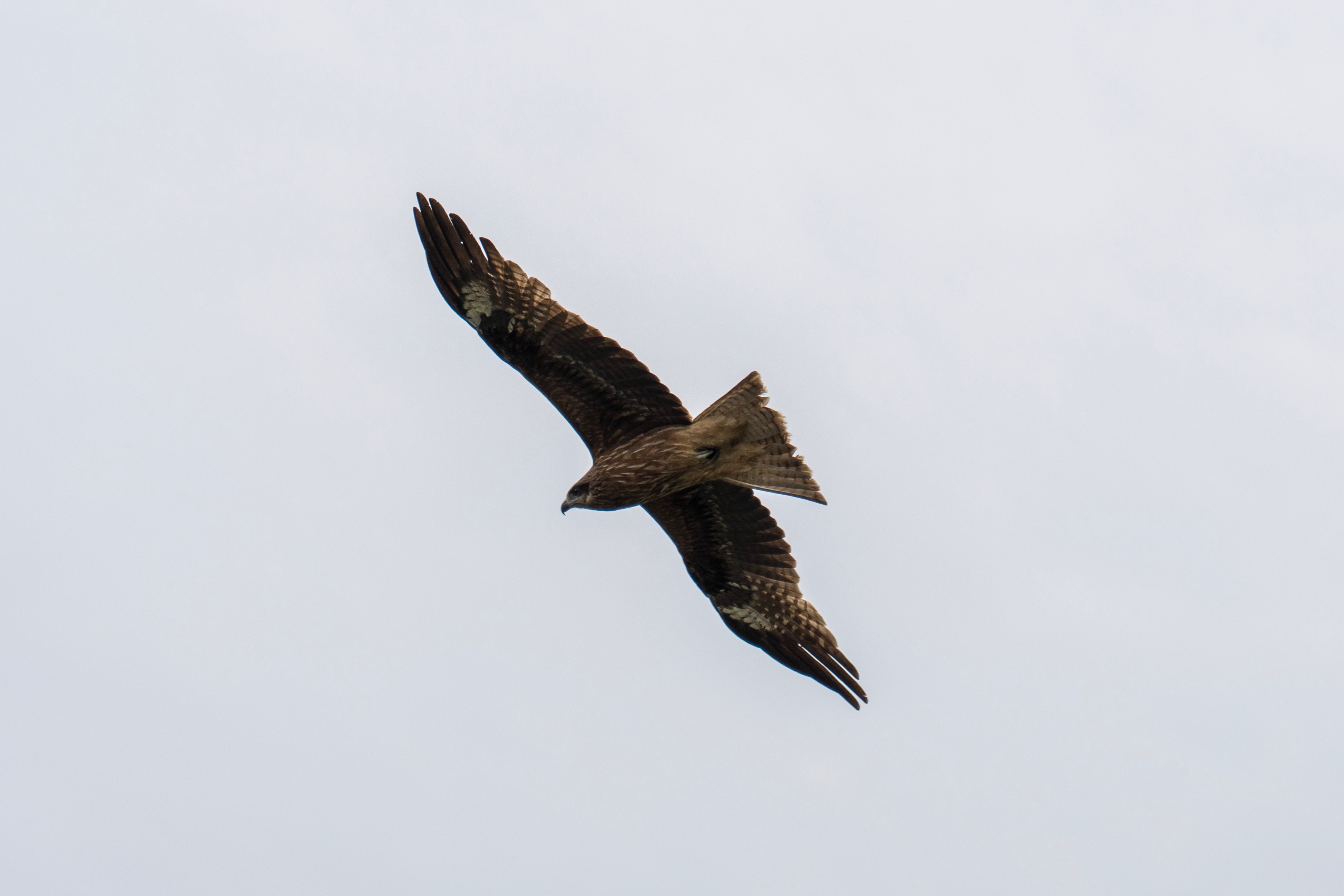 A brown bird with black wings and tail feathers is soaring through a light blue sky, its wings spread wide and head turned to the left.