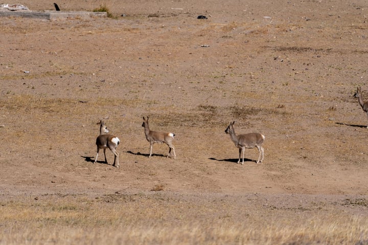 A group of six antelope with brown and white coats stand in a dry, sandy landscape.