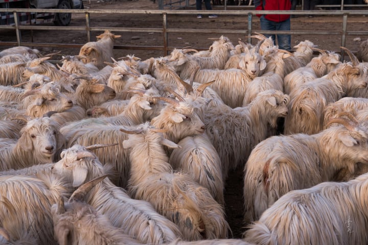 A large flock of goats in a fenced area, with some standing and others lying down, surrounded by a fence.
