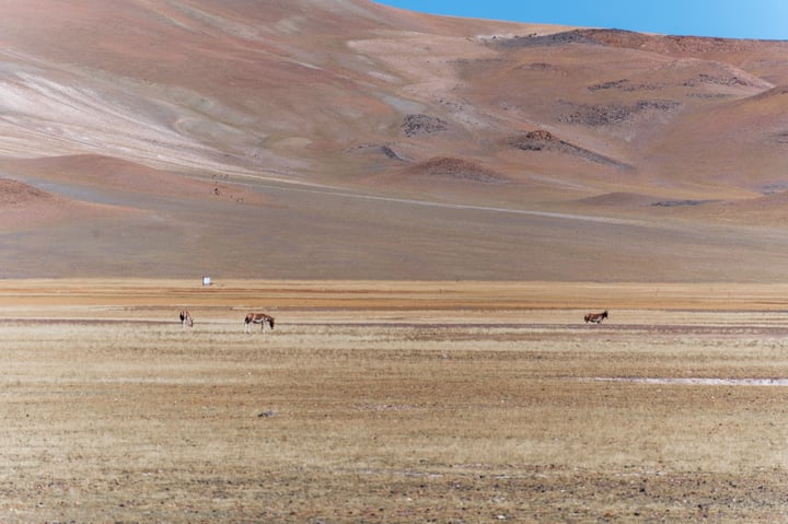 A vast, barren landscape with a mountain range in the background, and a group of donkeys grazing in the foreground.