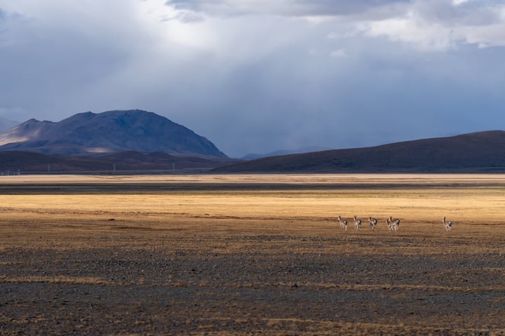 A group of zebras walk across a dry, barren landscape, with a mountain range in the distance and a cloudy sky overhead.