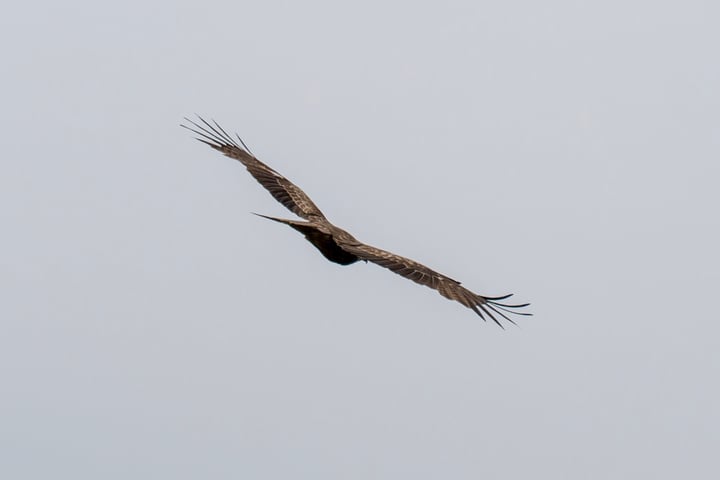 A large bird of prey, possibly a hawk or eagle, is soaring through the sky, its wings spread wide and tail feathers spread out. The bird is centered in the image, with its head slightly tilted downwards, and its body oriented towards the right side of the frame. The sky serves as a backdrop, with no other objects or creatures visible.
