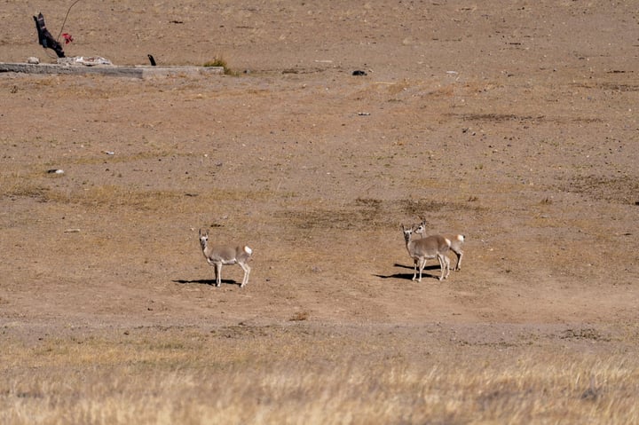 Three antelope standing on a dry, brown field with a hill in the background.