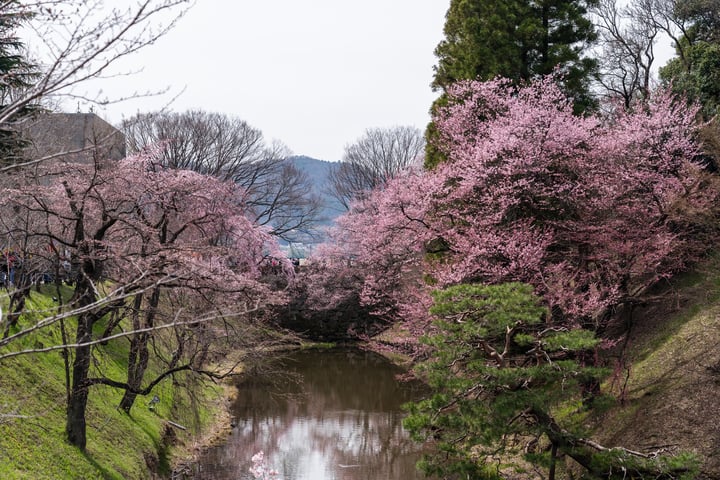上田城遗址附近的樱花