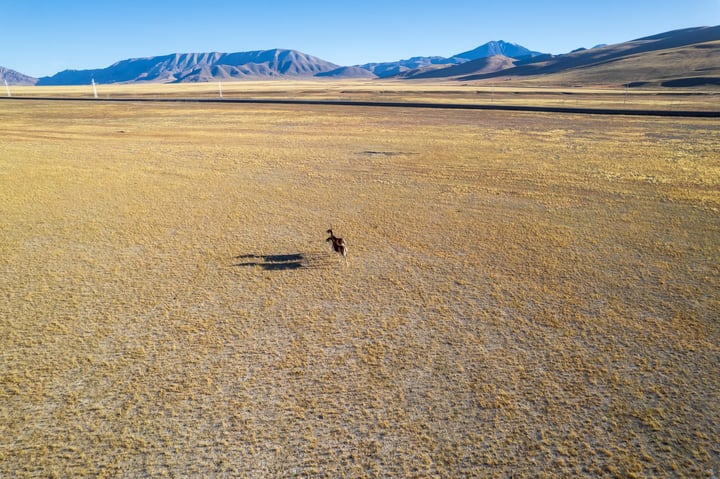 An aerial view of a vast, dry, and barren landscape with mountains in the distance, a lone dog walking across the field, and a clear blue sky.
