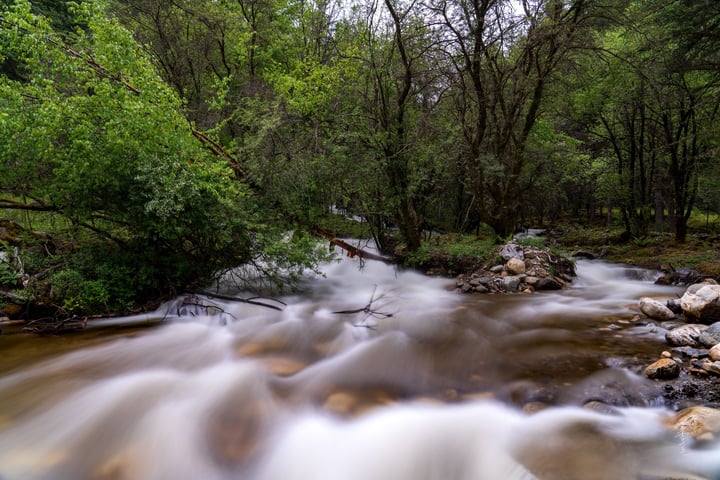 A serene forest scene features a shallow, brown river flowing through a dense forest, with white water rushing over rocks and trees.