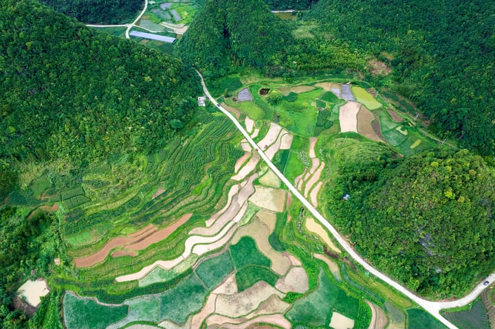 An aerial view of a rice paddling field with winding paths, surrounded by lush greenery and a small pond, showcasing a harmonious blend of nature and agriculture.