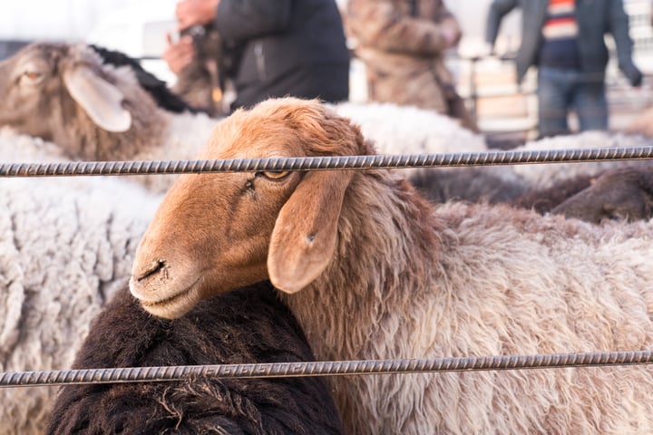A group of goats behind a metal fence, with one brown goat leaning against the fence, and others standing behind it.