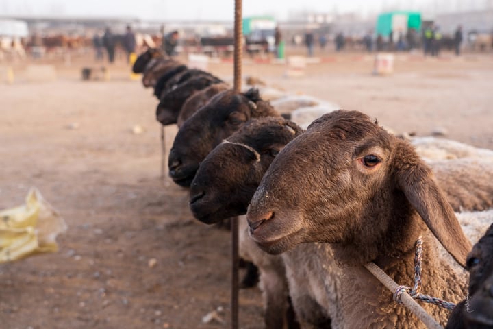 A flock of sheep with brown and white coats are behind a fence, looking at the camera.