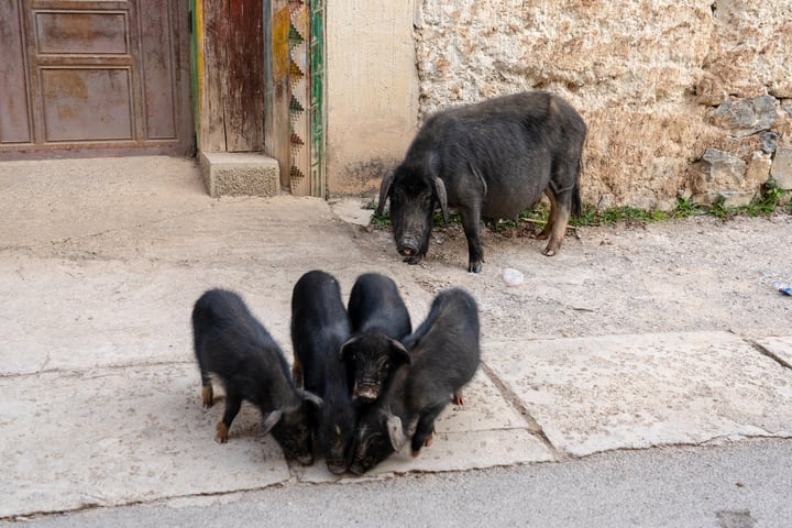 A group of five black pigs are gathered on a sidewalk near a stone wall and a wooden door.