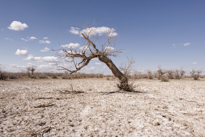 A solitary, twisted tree stands in a barren, dry landscape, its bare branches reaching out towards the sky.