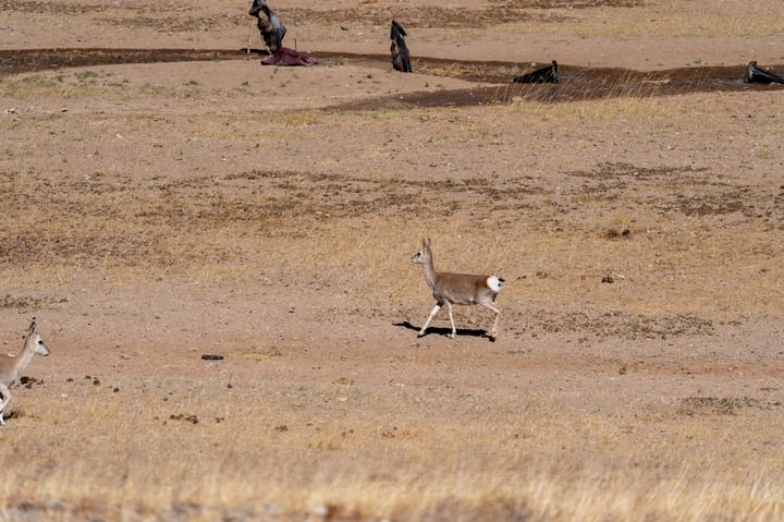 A group of three deer are walking across a dry, brown field, with one deer in the foreground and two others further back.