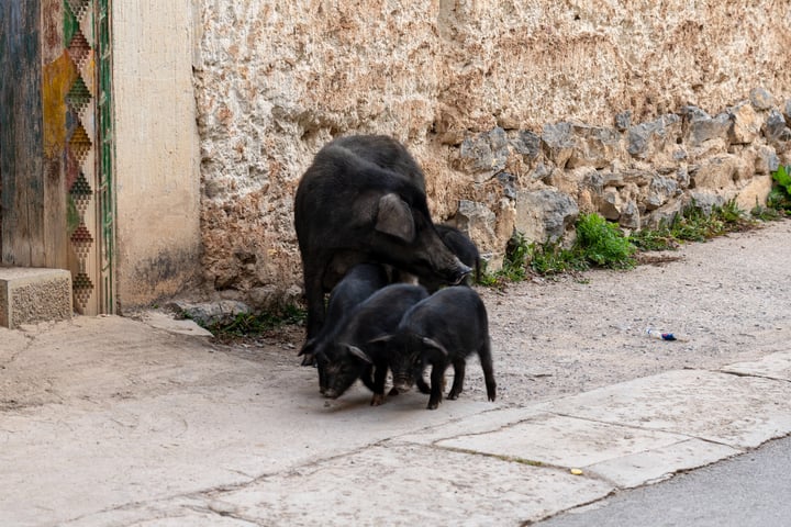 A group of five black pigs are gathered on a sidewalk near a stone wall and a wooden door.