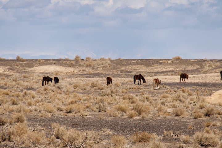 A group of six horses graze peacefully in a dry, arid landscape, surrounded by sparse vegetation.