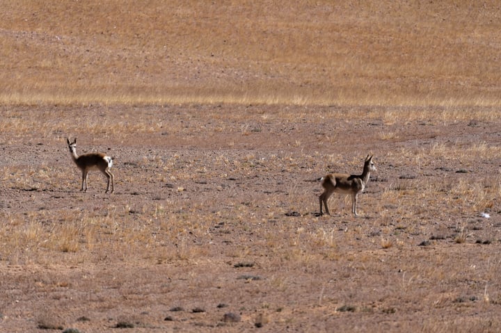 Two antelopes stand in a dry, brown field, facing the camera.