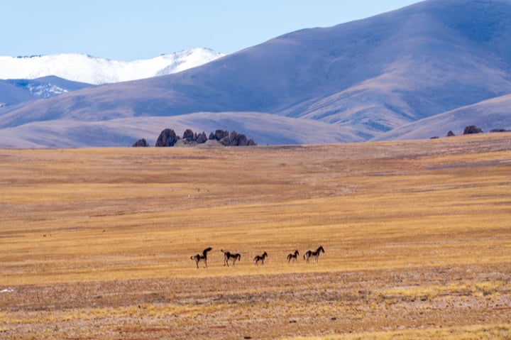 A group of eight wild donkeys are running across a dry, golden field with mountains in the background.