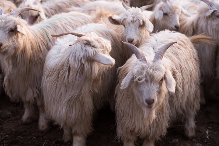 A group of white goats with long, curly horns stand together in a muddy field, facing the camera.