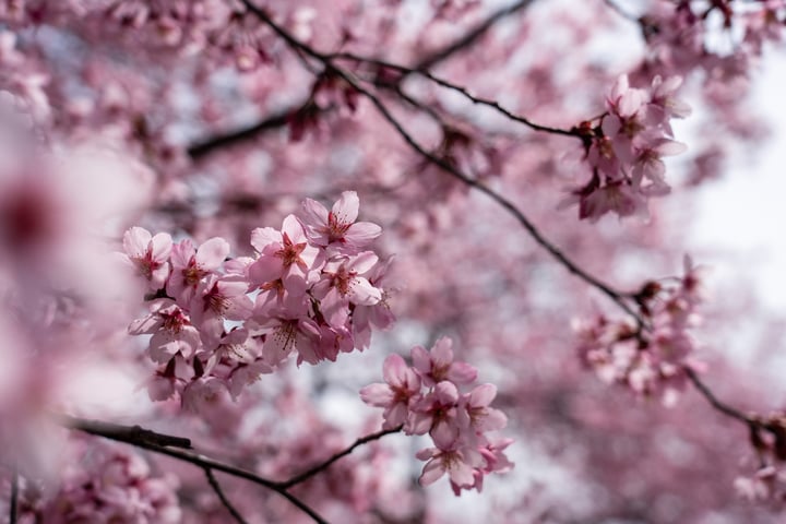樱花