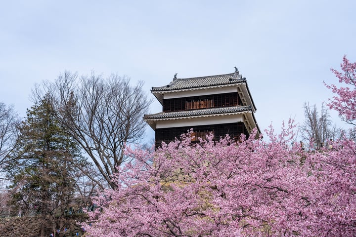 一座传统的日本城楼建筑，背景是几棵无叶的大树，前景是盛开的粉色樱花。