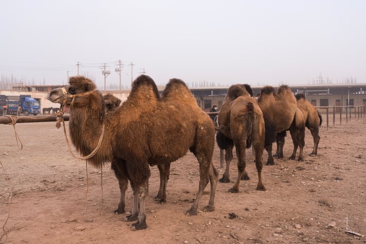 A line of brown camels with white tusks and ropes walk in a line on a dirt road, with a blue truck and a building in the background.