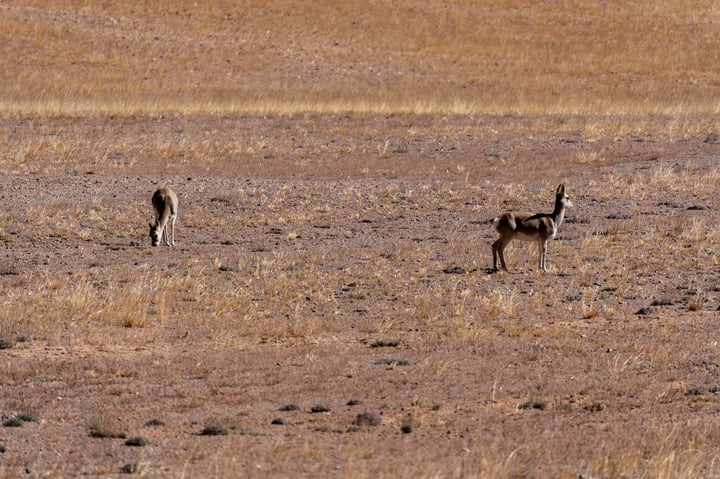 Two birds stand in a dry, brown field, with one slightly ahead of the other.