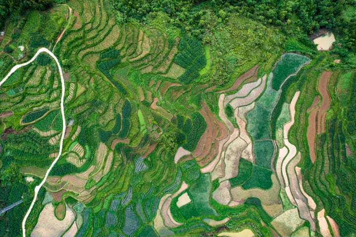 An aerial view of a rice terraces landscape, with vibrant green rice fields and winding paths, surrounded by lush greenery and a small body of water.
