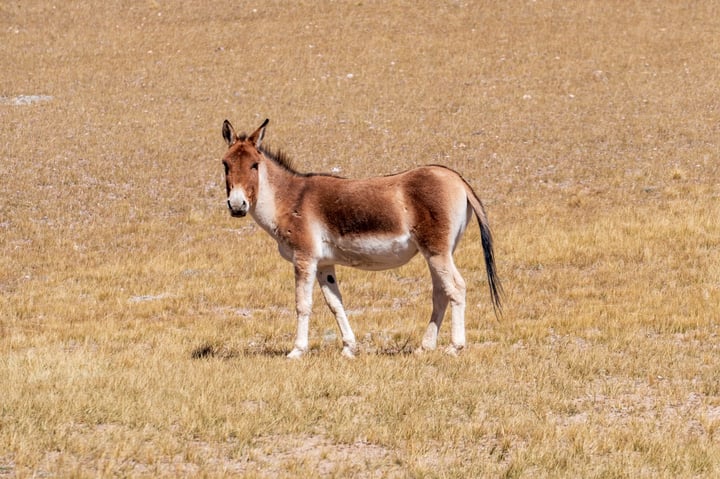 A brown and white donkey stands alone in a dry, brown field, facing the camera.