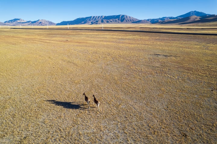 Two donkeys walk across a dry, barren landscape with mountains in the distance.