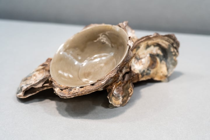 A white and brown shell with a cracked opening sits on a gray surface, casting a shadow.