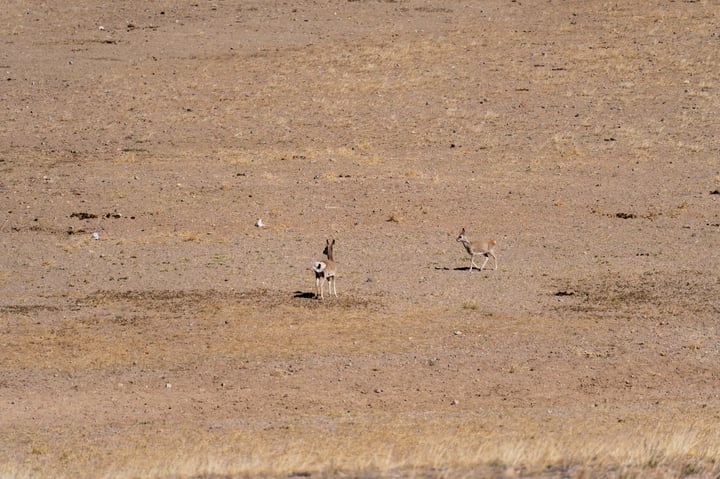 Two gazelles are in a dry, barren landscape, with one slightly ahead of the other.