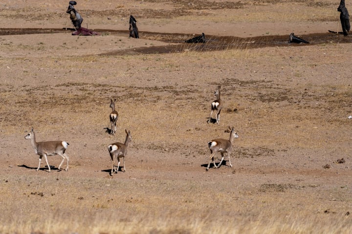 A group of 12 antelopes with brown and white coats are scattered across a dry, brown landscape. Some are walking, while others are standing still. The antelopes are in the foreground, with a few birds in the background.
