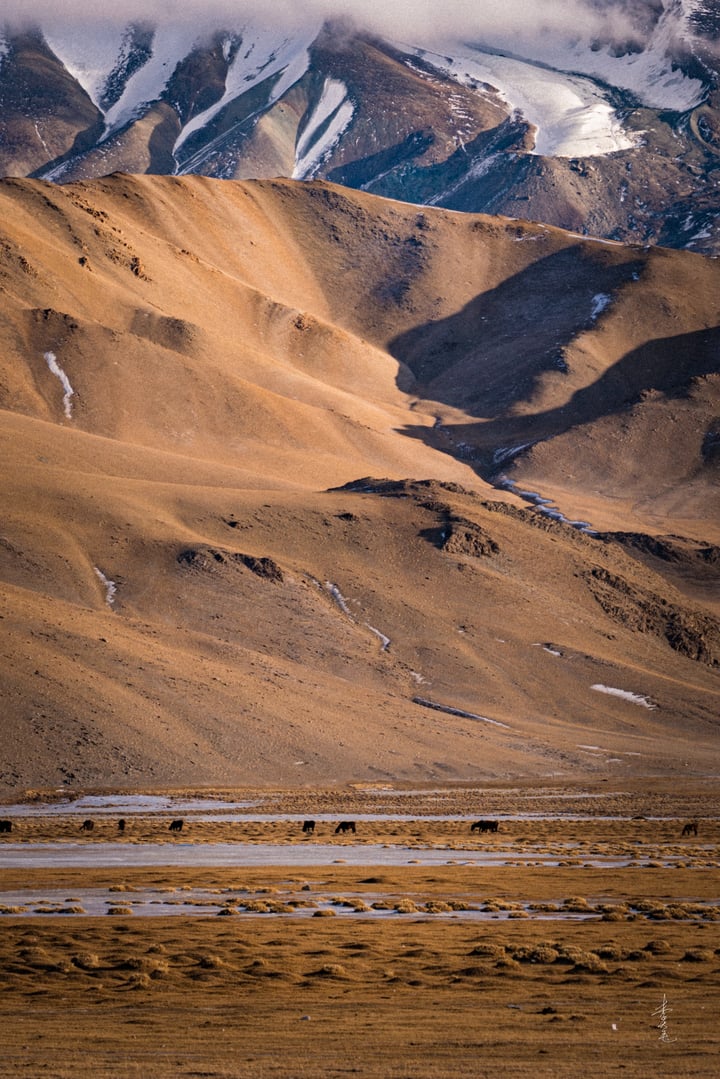 A vast desert landscape with snow-capped mountains in the background, a group of horses grazing in the foreground, and a few birds flying overhead.